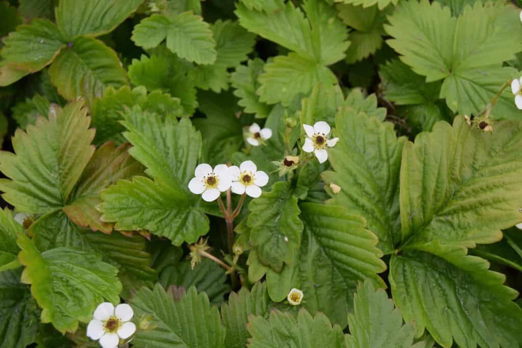 Fragaria vesca ---